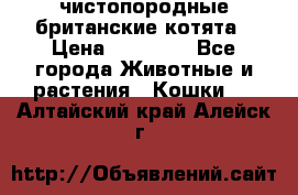 чистопородные британские котята › Цена ­ 10 000 - Все города Животные и растения » Кошки   . Алтайский край,Алейск г.